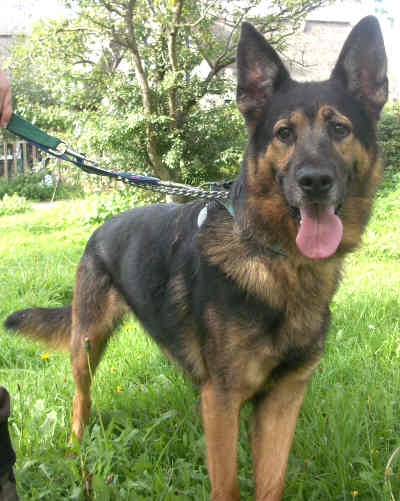 Picture of Alfie