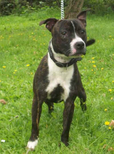 Picture of Alfie