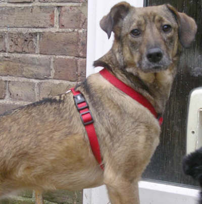 Picture of Fefe in foster