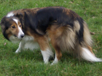 Picture of Lulu