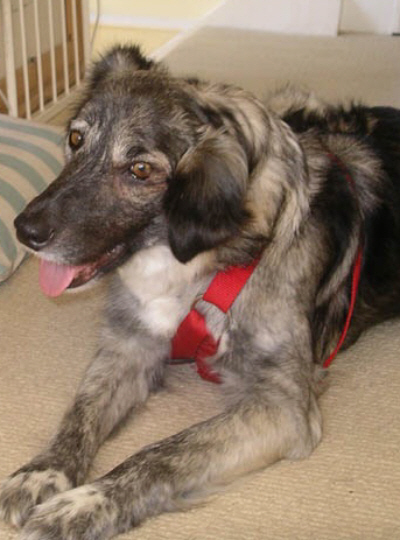 Picture of Mia in foster