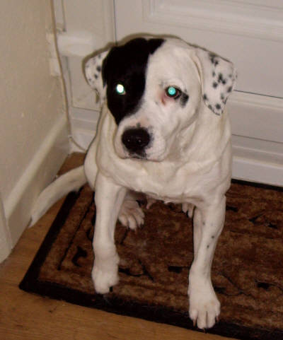 Picture of Patches in foster