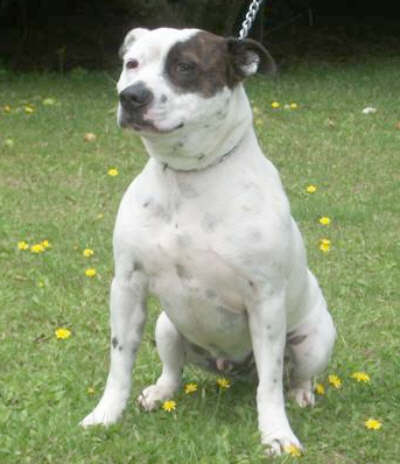 Picture of Patch