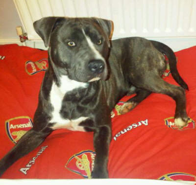 Picture of Punk (not at Mutts)